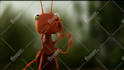 do a funny ants promo