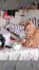 make 100 viral facebook reels and trending youtube shorts
