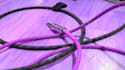 record guitar and acoustic guitar tracks as your guitarist