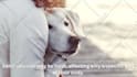 convert your blog into video using lumen5 and flexclip