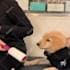 make funny dogs compilation videos for youtube and facebook