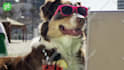 make a funny video commercial with a dog at the beach