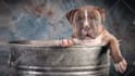 make talking dog and talking cat video message
