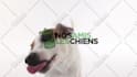 make funny dog licking video with your logo