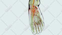 create high end 3d medical animation
