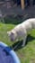 create ugc ad videos for your dog product or pet brand