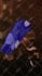 make a hilarious shooting star meme for you