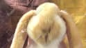 sing happy birthday with my rabbit puppet