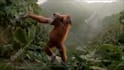 do funny monkey dancing animation with your music and text