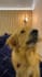 create ugc dog content for tiktok or video ads