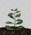 model and render textured 3d plants