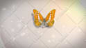 create butterfly logo  intro animation in HD