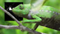 make funny chameleon logo reveal