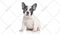 make talking dog and talking cat video message