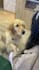 create ugc dog content for tiktok or video ads