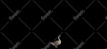 convert video into transparent or remove background gif