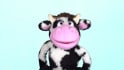 have moorice the cow create a custom puppet video