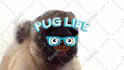make a pug lick your logo or text only