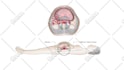 make medical illustrations, anatomy diagrams and presentations