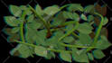 do professional video editing services