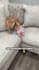 create ugc dog video ads for tiktok facebook instagram reels