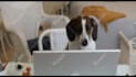 do this funny dj dog playing drum video ad