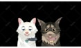 create an amazing 2d cartoon animation video