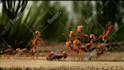 do a funny ants promo