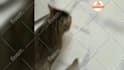 create 1500 funny animals shorts, youtube shorts, shorts videos within 24hr