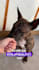 create german dog content for your brand