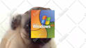 make a pug lick your logo or text only