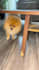 create authentic ugc videos for pet brands and dog products
