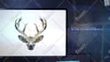 create custom video editing, post production and logo intros