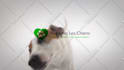 make funny dog licking video with your logo