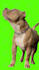 remove background from video