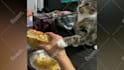 create monetizable cute funny pets compilation videos