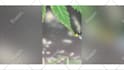 edit videohive after effects template in 3 hours