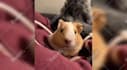 create 1500 funny animals shorts, youtube shorts, shorts videos within 24hr