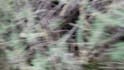 scream your name into a bush
