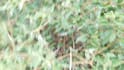 scream your name into a bush
