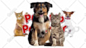 make talking dog and talking cat video message