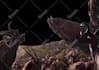 do vfx, rotoscoping, keying and tracking in after effects
