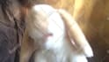 sing happy birthday with my rabbit puppet