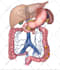 do high quality medical illustrations