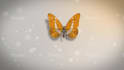 create butterfly logo  intro animation in HD