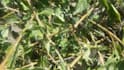 scream your name into a bush