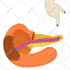 draw and animate amazing vector illustrations for facebook ads
