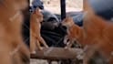 create monetizable funny animals videos, pets compilation within 24hr