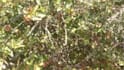 scream your name into a bush
