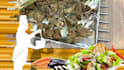 do this cooking video opener intro logo animation for you